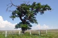 Реликтовая лиственница. Май 2012 года