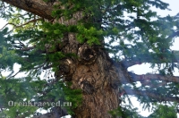 Реликтовая лиственница. Май 2012 года