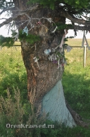 Реликтовая лиственница. Май 2012 года