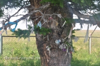 Реликтовая лиственница. Май 2012 года