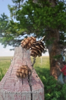 Реликтовая лиственница