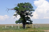 Реликтовая лиственница. Май 2012 года