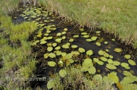 Родник Ащельсай (Аслисай). Июль 2012 года