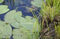 Родник Ащельсай (Аслисай). Июль 2012 года