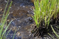 Родник Ащельсай (Аслисай). Июль 2012 года