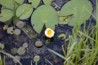 Родник Ащельсай (Аслисай). Июль 2012 года