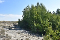 Верхнеджусинские лески на гранитах