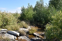 Верхнеджусинские лески на гранитах