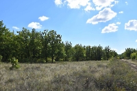 Культуры дуба в Шийлиагаше