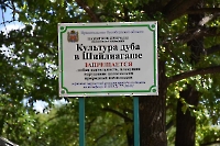 Культуры дуба в Шийлиагаше