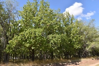 Культуры дуба в Шийлиагаше