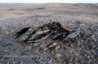 Окрестности горы Змеиной у посёлка Энбекши. Ноябрь 2012 года