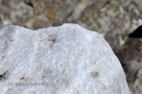 Большая Белая Шишка (Осетинская Шишка)