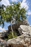 Большая Белая Шишка (Осетинская Шишка)