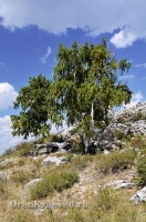 Большая Белая Шишка (Осетинская Шишка)