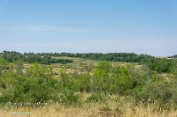 Белоглинские колки. Июнь 2023 года