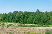 Белоглинские колки. Июнь 2023 года