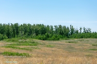 Белоглинские колки. Июнь 2023 года