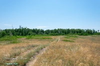 Белоглинские колки. Июнь 2023 года