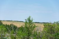 Белоглинские колки. Июнь 2023 года