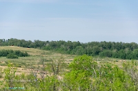 Белоглинские колки. Июнь 2023 года