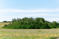 Белоглинские колки. Июнь 2023 года