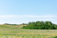 Белоглинские колки. Июнь 2023 года