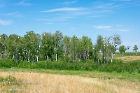 Белоглинские колки. Июнь 2023 года