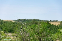 Белоглинские колки. Июнь 2023 года