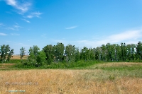 Белоглинские колки. Июнь 2023 года