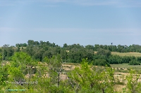 Белоглинские колки. Июнь 2023 года