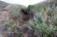 Урочище Медянка. Июнь 2014 года