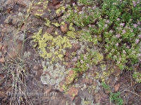 Аулганское ущелье. Июль 2012 года