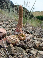 Аулганское ущелье. Июль 2012 года