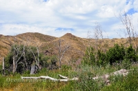 Урочище Верблюжьи Кочки. Июль 2014 года