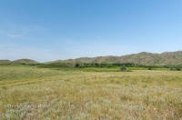 Урочище Верблюжьи Кочки. Июнь 2015 года