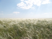 Урочище Чертово Городище. 2014 год