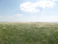 Урочище Чертово Городище. 2014 год