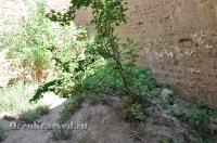 Бай-могила. Май 2012 года