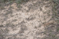 Урочище Сазды. Май 2012 года