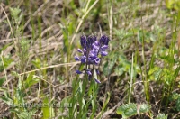 Урочище Сазды. Май 2012 года