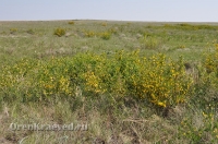 Урочище Сазды. Май 2012 года