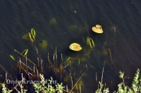 Камсакское ущелье