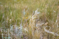 Джабыгинская степь. Июнь 2025 года