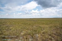 Джабыгинская степь. Июнь 2025 года