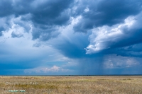 Джабыгинская степь. Июнь 2025 года