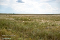 Джабыгинская степь. Июнь 2025 года