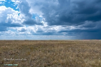 Джабыгинская степь. Июнь 2025 года