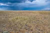 Джабыгинская степь. Июнь 2025 года