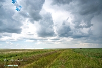 Джабыгинская степь. Июнь 2025 года